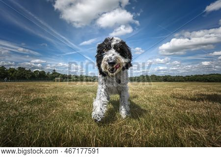 Black And White Cockapoo Walking In A Field With Her Tongue Out All Happy