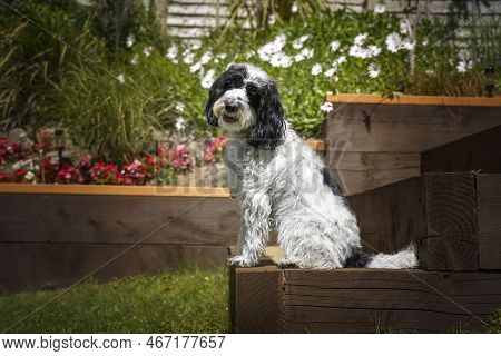 Black And White Cockapoo Sitting Down In Her Garden With A Head Tilt Looking Directly At The Camera