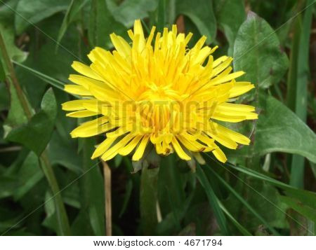 Flor amarela