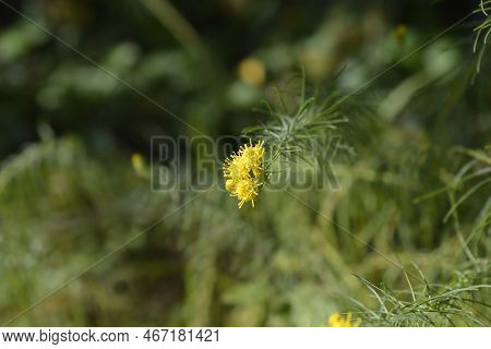 Goldilocks Aster Yellow Flowers In The Garden