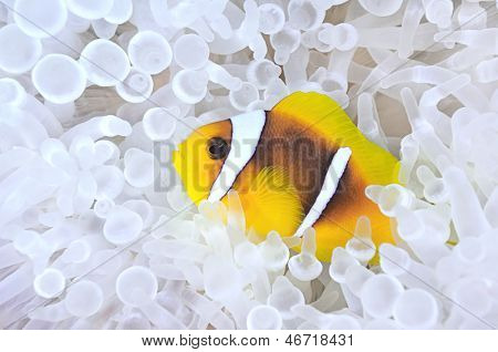 Amphiprion bicinctus, anemonefish w bielone morski anemon.