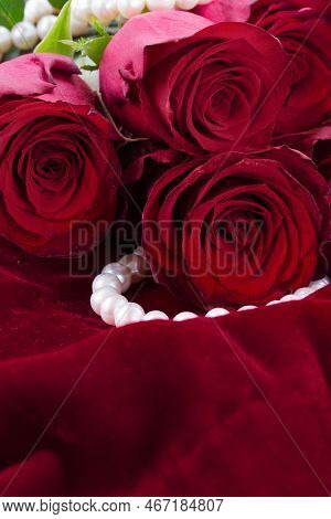 Fresh Viva Magenta Roses Close Up On Scarlet Velvet Background
