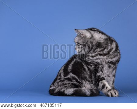 Handsome Black Silver Blotched British Shorthair Cat, Siting Up Side Ways. Looking Over Shoulder Awa