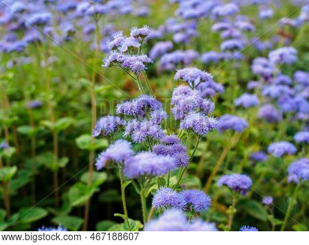 Border Undersized Flowers For Flower Beds - Ageratum