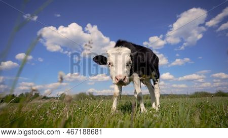 The Calf Is Grazing In The Summer Meadow. Milk Cow Grazing On Green Farm Pasture On Summer Day. Feed