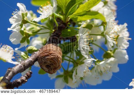 Cocoon (ootheca) Of A Praying Mantis On A Flowering Branch Close-up