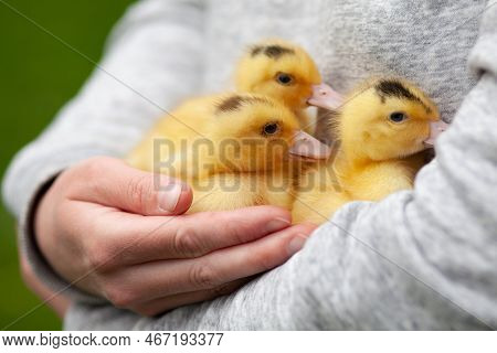 Little Ducklings In Hands, Taking Care Of Poultry.
