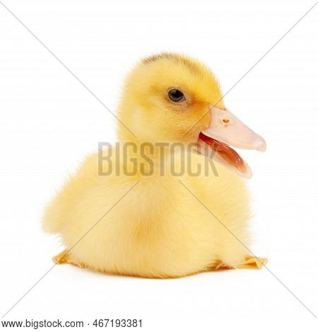 Yellow Duckling Mulard Isolated On White Background.