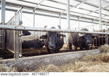 The Buffaloes In The Pen Stuck Out Their Heads To Graze. Agriculture, Farming And Animal Husbandry C