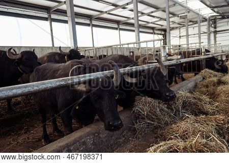 The Buffaloes In The Pen Stuck Out Their Heads To Graze. Agriculture, Farming And Animal Husbandry C