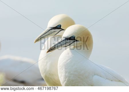 Life On Cliff. Portrait Of Pair Of Northern Gannet, Sula Bassana, Day Light In The Background. Two B