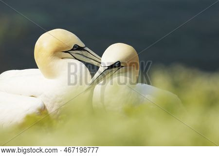 Portrait Of Pair Northern Gannet (sula Bassana) Sea Bird On The Rock Cliff, Helgoland Island