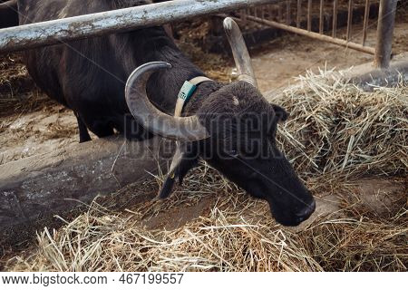 The Buffaloes In The Pen Stuck Out Their Heads To Graze. Agriculture, Farming And Animal Husbandry C