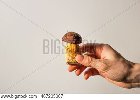 Mans Hand Holds Edible Polish Mushroom With Brown Cap Or Pileus And Thick Stem On A White Background