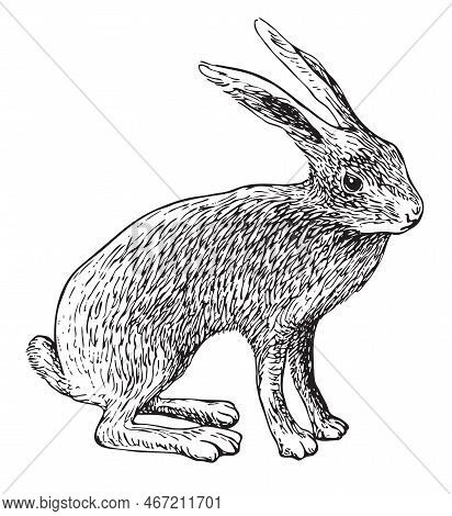 Vector Realistic Drawing Sketch Wild A Hare Tolai