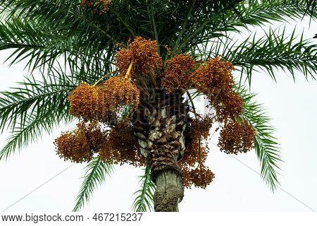 Dates Are Sweet Fruits That Grow In Bundles On Date Palms. While They Are High In Natural Sugar, The