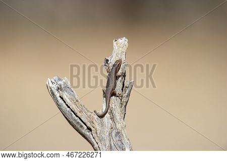 Skink (trachylepis) Kgalagadi Transfrontier Park, South Africa