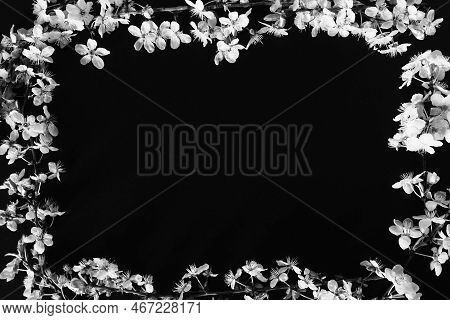 Frame Made Of White Flowers On Black Background. Top View Floral Composition. Flat Lay Arrangement. 