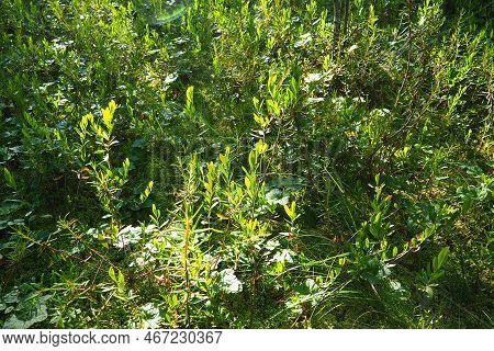 Hamedafne, Or Hamedafna Chamaedaphne Is A Monotypic Genus Of Perennial Plants Of The Heather Family 