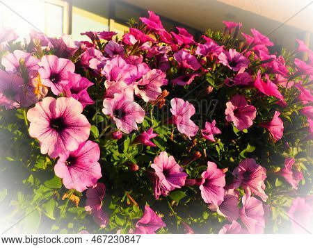 Pink And Purple Petunias On The Flowerbed. Lush Flowering Of Summer Flowers. Petunia Or Petunia Is A