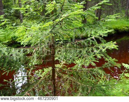 Taiga Biome Dominated By Coniferous Forests. Picea Spruce, Genus Of Coniferous Evergreen Trees In Th