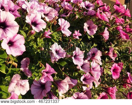 Pink And Purple Petunias On The Flowerbed. Lush Flowering Of Summer Flowers. Petunia Or Petunia Is A