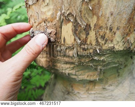 A Tree Gnawed By A Beaver. Damaged Bark And Wood. The Work Of A Beaver For The Construction Of A Dam