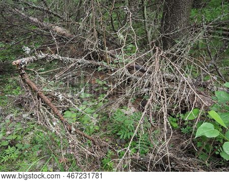 Taiga Biome Dominated By Coniferous Forests. Picea Spruce, Genus Of Coniferous Evergreen Trees In Th