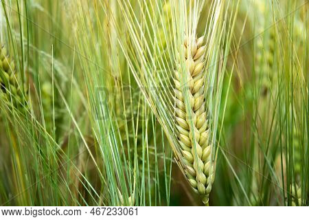 Close-up Of An Ear Of Triticale Grain, Summer View