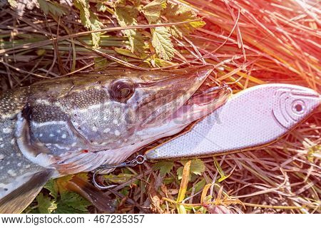 Pike On Grass With Bait In Mouth Of Sunlight. Jerkbait