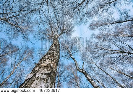 Birch Trees In Rime On A Clear Winter Day. View With Bottom On The High Thin White Trunks Of Birch T