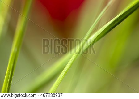Green Grass Macro Shot Beautiful Romantic Scene