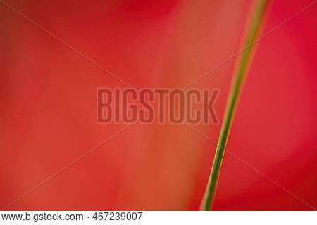 Green Grass Macro Shot Beautiful Romantic Scene
