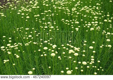 Numerous Flowers Of Santolina Virens In Mid June