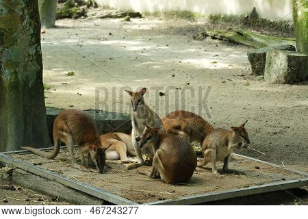 Selective Focus Picture Group Of Wallabies At The Park.