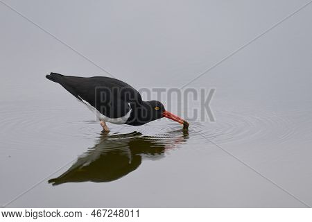 Magellanic Oystercatcher (haematopus Leucopodus) Searching For Food In A Shallow Pool On Sea Lion Is