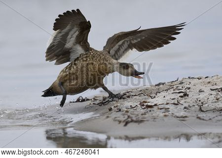Crested Duck (lophonetta Specularioides Specularioides) Chasing Off A Rival On Sea Lion Island In Th