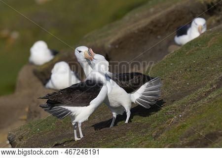 Pair Of Black-browed Albatross (thalassarche Melanophrys) Courting On The Cliffs Of Saunders Island 