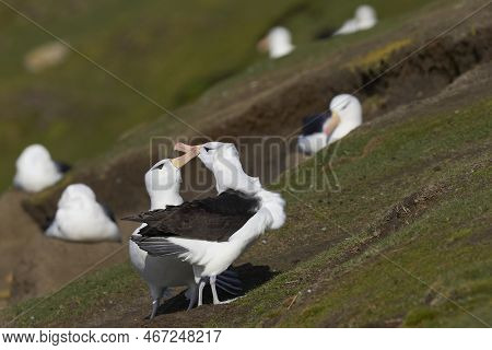 Pair Of Black-browed Albatross (thalassarche Melanophrys) Courting On The Cliffs Of Saunders Island 