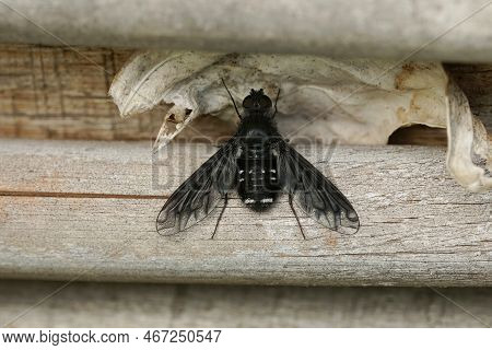 Detailed Natural Closeup On The Parasitic Black Bee Fly , Anthrax Anthrax Sitting On Wood