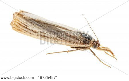 Single Chrysoteuchia Culmella Moth Isolated On White