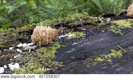View Of Crown Coral Fungus In The Wood