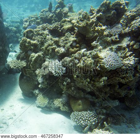View Of The Coral Reef
