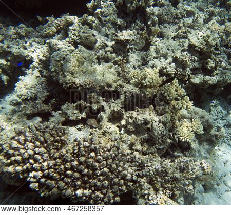 View Of The Coral Reef