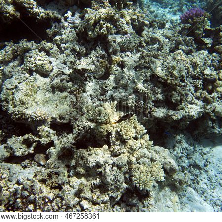 View Of The Coral Reef