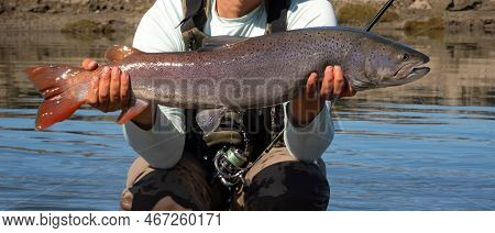 Fisherman Holding Hucho Taimen While Kneeling In The River. Angler Proudly Showing Off His Trophy Ca