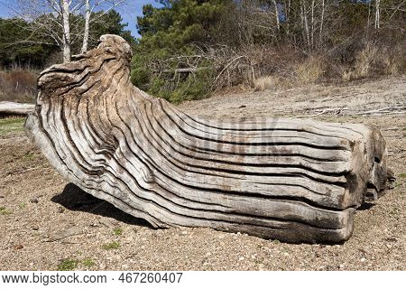 Old Grooves Textured Driftwood On The Shore In The Reservoir Of Barcena, Bierzo, Spain.