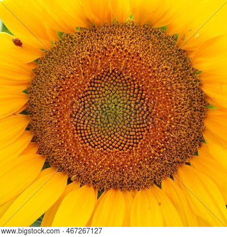The Helianthus Sunflower Is A Genus Of Plants In The Asteraceae Family. Annual Sunflower And Tuberou