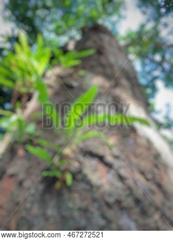 Blur Or Defocused Of Jungle Tree Microsorum Attached To A Tree Trunk. Directly Below The Tree