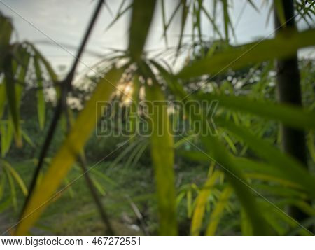 Evening Sun Behind The Leaves Of Bamboo Trees